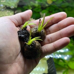 Greenpro 3 Bulbs Aponogeton Madagascarensis Live Aquarium Plants Package Freshwater Fish Tank