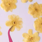 12PCS Real Pressed Dry Flower, sweet yellow Flower for art craft FSS08