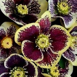 LIVE PLANT ? HELLEBORUS 'Rio Carnival' Christmas Rose Hellebore