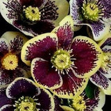 LIVE PLANT ? HELLEBORUS 'Rio Carnival' Christmas Rose Hellebore