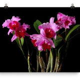 Cattleya Orchids Print Pink Red Cattelya Orchids Poster Wall Art