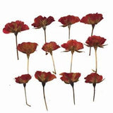 12Pcs Rose Bud Branch Dried Flowers Material DIY Handmade Bookmarks Cards...