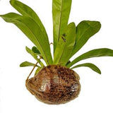 Coconut Husk Gardening Pot | Coconut Husk Orchid Basket | Coco Husk hanging pot | Coir plant pot