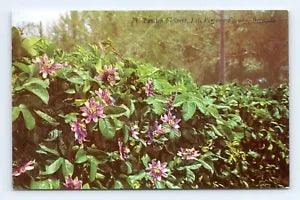 Passion Flowers Lili Perfume Factory St Georges Bermuda UNP Chrome Postcard B14