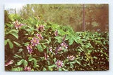 Passion Flowers Lili Perfume Factory St Georges Bermuda UNP Chrome Postcard B14