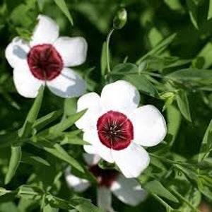 50 Bright Eyes Flax Flower Seeds/LINUM GRANDIFLORUM/Great for Containers,Rock Gardens/Stunning Ivory white with bright red center/ FL465