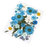 Assorted Pressed Dried Flowers Leaves   Makeup