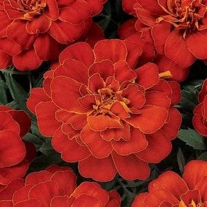 Double Red Brocade French Marigold - Tagetes patula nana - Rare 'Plant' Seeds - French Marigold, Rock Garden Marigold, Bedding Marigold