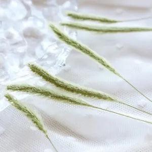 M&T 12PCS Real Pressed Dry dog grass leaves, floral supply for art candle FSS33
