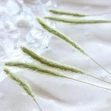 M&T 12PCS Real Pressed Dry dog grass leaves, floral supply for art candle FSS33