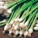50 Seeds- Ramrod Scallion Onion Seeds -Green Onion- Organic Non GMO-Z114-Excellent for salads-White bulbing