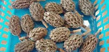 16 Southern Magnolia Seed Pods Cones - fast shipping