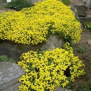 Golden Alyssum Basket of Gold Yellow Flowers 0.2g - 150 Seeds - Alyssum Saxatile NON GMO