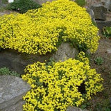 Golden Alyssum Basket of Gold Yellow Flowers 0.2g - 150 Seeds - Alyssum Saxatile NON GMO