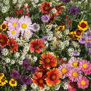 200 Seeds- Bird and Butterfly Seed Mixture-PV644- Attracts hummingbirds and songbirds to your garden