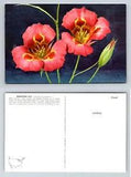 Mariposa Lily Calochortus venustus Postcard 1957 Chrome Wildflower Unposted