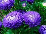 Astra Peony Blauer Turm Blue Seeds flowers Annuals Ukraine 0.25 grams