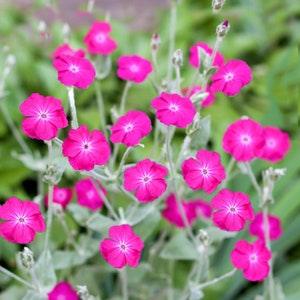 Rose Campion Flower Seeds ¡§C Lychnis Coronaria - 50 Perennial Seeds- FS059