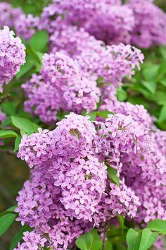 My Favorite Purple Flowers Flower Delivery