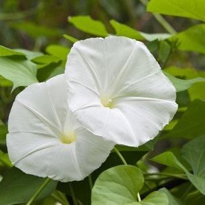 Moonflower - Datura innoxia - Rare 'Plant' Seeds - Devils Trumpet, Thorn Apple, White-Yellow, Indian Apple, Belle de Nuit, Midnight Beauty