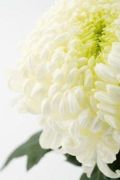 How to Make Animal Flower Bouquets | ehow.com Flower Delivery