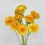 Le pissenlit Flower Delivery