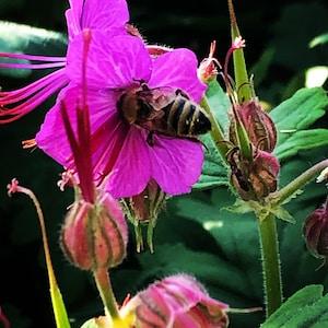 Cranesbill Scented 'Bevan's Variety' Seeds Perennial Geranium macrorrhizum Ground cover Big Root Dizzy Bees Urban Garden