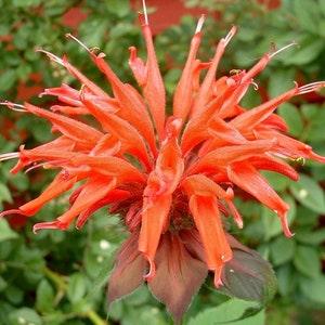 Mix MONARDA BEE BALM Didyma Bergamot Perennial Pollinators 10 Seeds