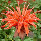 Mix MONARDA BEE BALM Didyma Bergamot Perennial Pollinators 10 Seeds