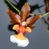 Oncidium orchid copper scarab