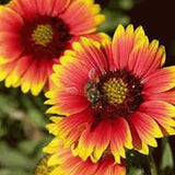 Indian blanket flower 150 seeds