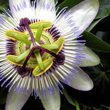 Passiflora seeds ,Code 083