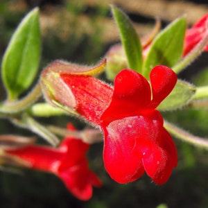 RED CLIMBING SNAPDRAGON Mexican Viper! Maurandya Asarina Magic Dragon Vine 10 Seeds