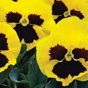 30+ Yellow Pansy Swiss Giant Flower Seeds-Viola Wittrockiana-B208
