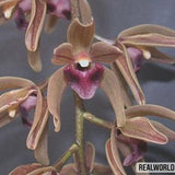 10 seeds of CYMBIDIUM DEVONIANUM - ORCHID - orchids - high quality seeds selected top