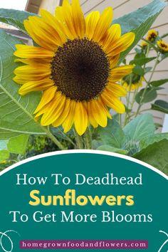 How to Deadhead Sunflowers (Quick Chore For More Flowers) Flower Delivery