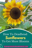 How to Deadhead Sunflowers (Quick Chore For More Flowers) Flower Delivery