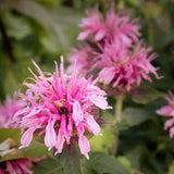 Pink Bee Balm Flower Seeds Canada, Pink Monarda Fistulosa, Bergamot Seeds, Hardy Zone 3 Perennial, Wildflower Garden Seeds, Canadian Seller