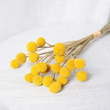 Dried Branch Billy Ball Bouquet Dried Flowers Decor Plants Floral Home Decor