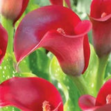 ???? Red Calla Lily Flowers Zantedeschia Aethiopica Plant Bonsai Seed FS07-10