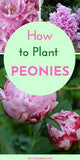 How to Plant and Care for Peonies - Natalie Linda Flower Delivery