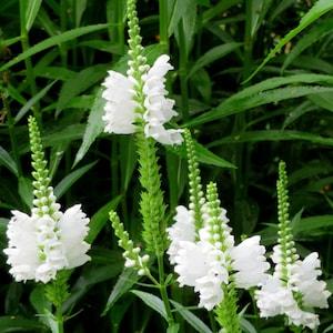 White Obedient Plant Seeds Canadian Native False Dragonhead Physostegia Virginiana Wildflower