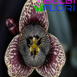 rare garden hardy black orchids vanhouttei 1 bulb
