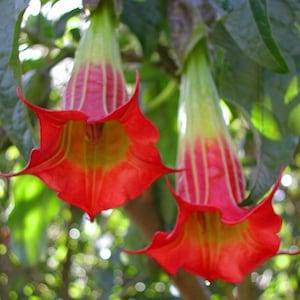 Red Angel's Trumpet - Brugmansia Sanguinea - Rare 'Plant' Seeds - Brugmansia, Red Brugmansia, Red-Pink, Angel Trumpet, Ruby Angel's Trumpet