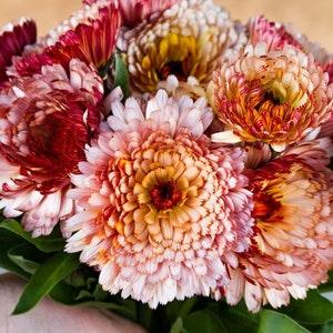 15 seeds Strawberry Blonde Calendula  Calendula officinalis