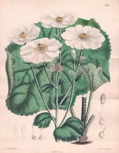 Ranunculus Lyallii New Zealand Botany Flower Botany Lithograph Curtis 6888