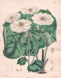 Ranunculus Lyallii New Zealand Botany Flower Botany Lithograph Curtis 6888