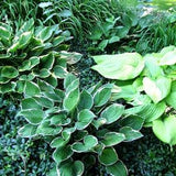 Hosta Seeds Mixed Varieties From Medium to Large Sized Plants 25 Seeds Per Packet