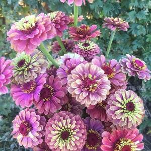 15 seeds lovely Queeny Red Lime Zinnias Seeds