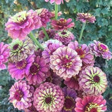 15 seeds lovely Queeny Red Lime Zinnias Seeds
